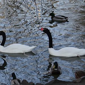 Cygnus melanocoryphus