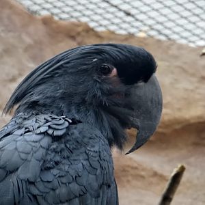 Probosciger aterrimus