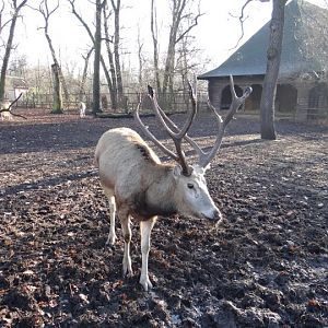 Elaphurus davidianus