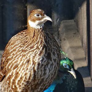 Lophophorus impejanus