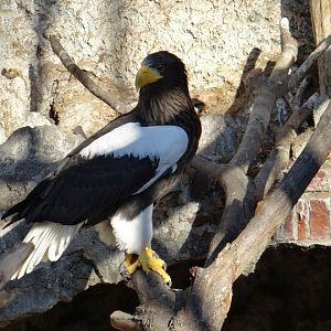 Haliaeetus pelagicus