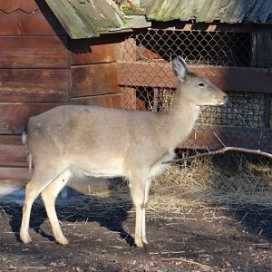 Cervus nippon hortulorum