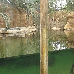 Enclosure for Nile crocodiles