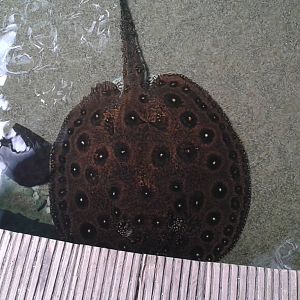 Freshwater ray species