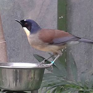 Blue-crowned laughing thrush