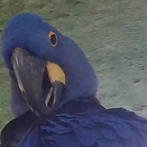 Hyacinth macaw