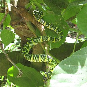 Waglers pit viper (Tropidolaemus wagleri)