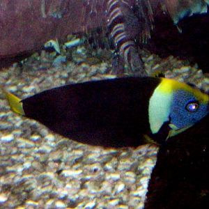 Queensland Yellowtail Angelfish (Chaetodontoplus meredithi)