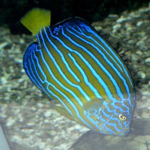 Blueband Angelfish (Chaetodontoplus septentrionalis)