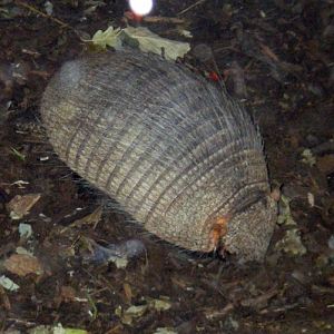 Larger Hairy Armadillo (Chaetophractus villosus)
