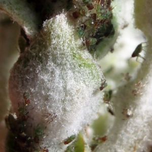 Poplar Shoot Aphids (Chaitophorus populeti)