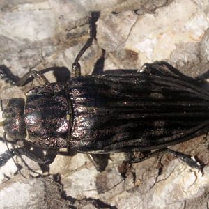 Intermediate Pine Borer (Chalcophora intermedia)