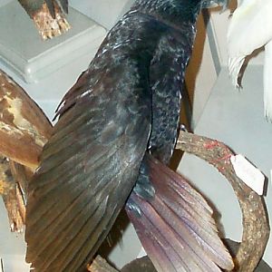 Black Lory (Chalcopsitta atra) (taxidermy)