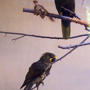 Brown Lories (Chalcopsitta duivenbodei)