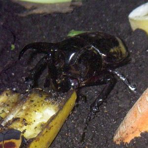 Three-horned Rhinoceros Beetle (Chalcosoma atlas)