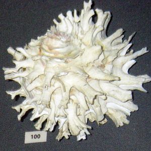 Lazarus Jewel Box (Chama lazarus)