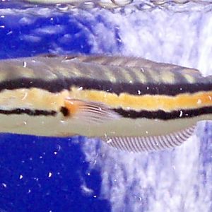 Giant Snakehead (Channa micropeltes)