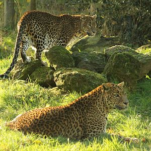 Sri Lankan Leopards - 6th Dec 2013