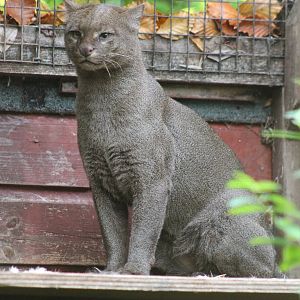 Jaguarundi - 28th October 2012