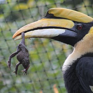 Hornbill - 28th October 2012