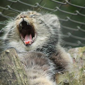 Pallas Cat - 16th September 2012