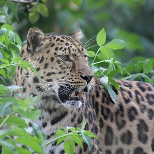 Amur Leopard - 11th August 2012