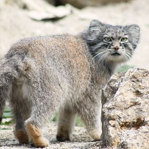 Pallas Cat - 1st June 2013