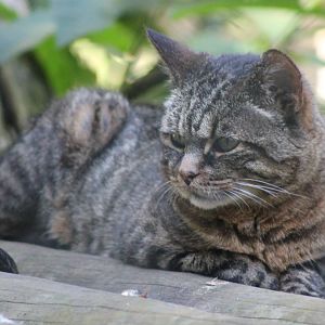 African Wildcat - 18th August