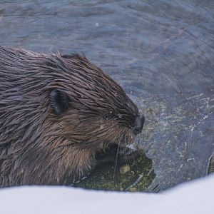 Beaver 01