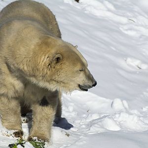 Polar Bear 03