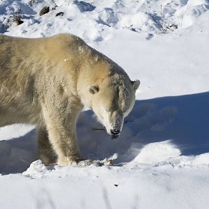 Polar Bear 04