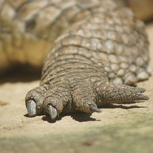 Freshwater crocodile foot detail