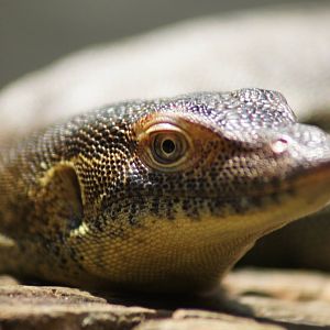 Mertens' water monitor