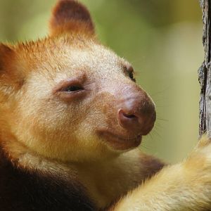 Goodfellow's tree kangaroo