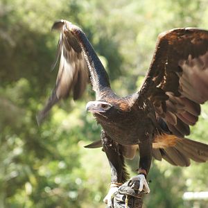 Wedge-tailed eagle