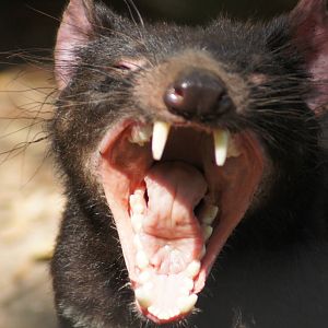 Yawning Tasmanian devil