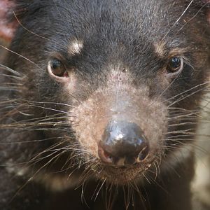 Tasmanian devil portrait