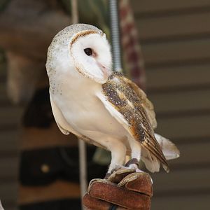 Barn owl