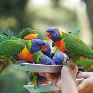 Rainbow lorikeet feeding