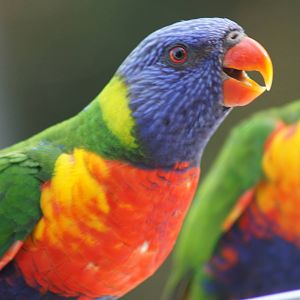 Rainbow lorikeet feeeding