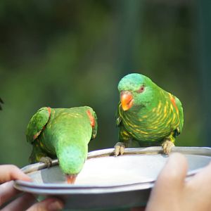 Scaly-breasted lorikeet feeding