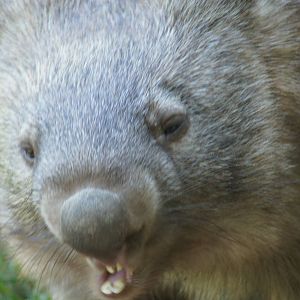 Common wombat
