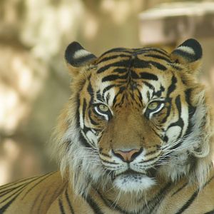 Sumatran tiger