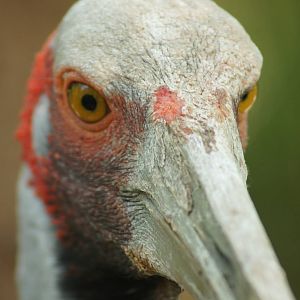 Brolga
