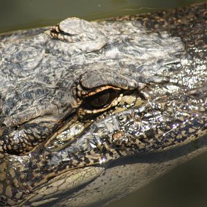 American alligator