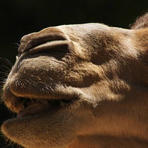 Dromedary camel