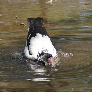 Magpie goose bathing