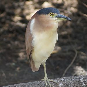 Nankeen night heron