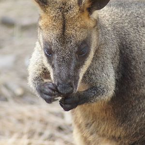Swamp wallaby