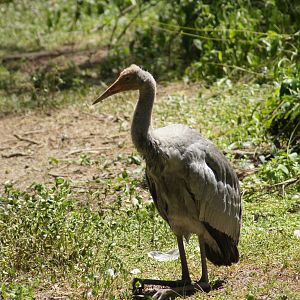 Brolga chick